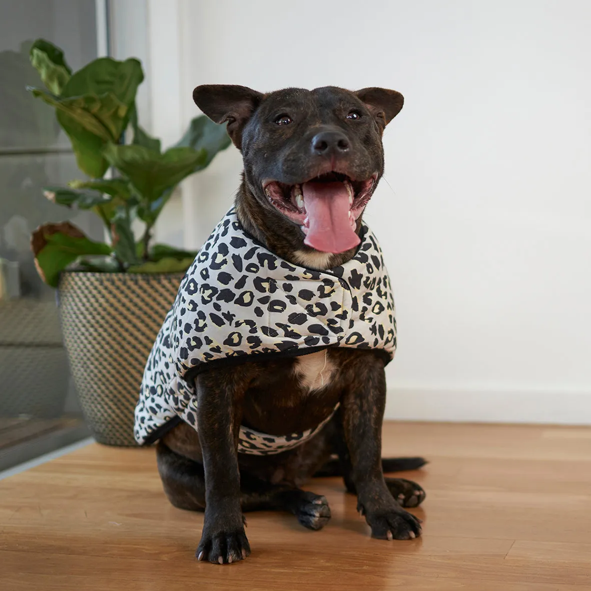 Into the Wild Soft Dog Jacket