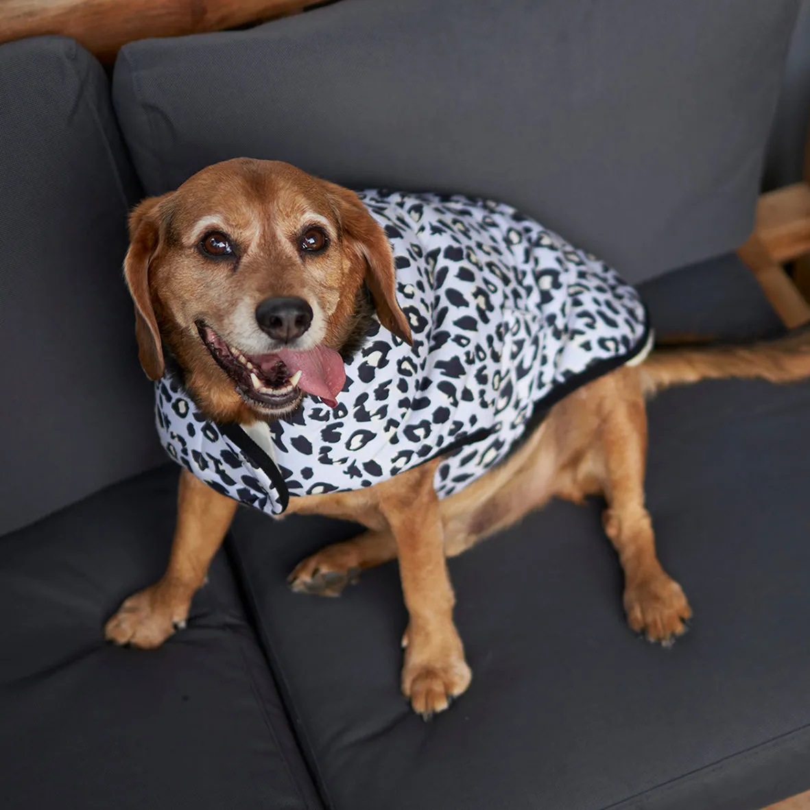 Into the Wild Soft Dog Jacket