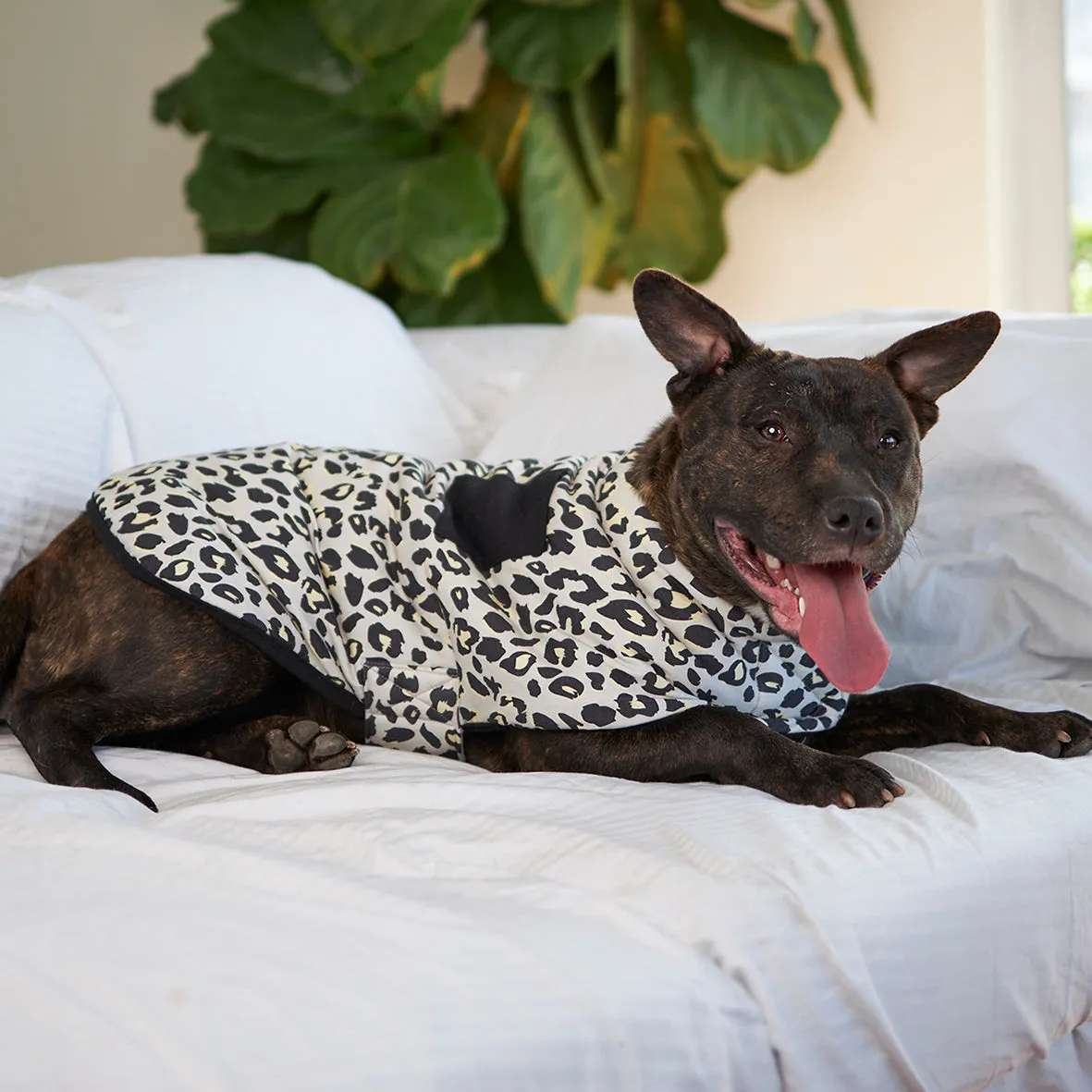 Into the Wild Soft Dog Jacket